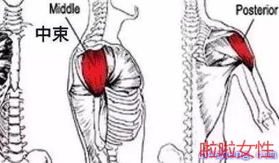 三角肌后束练出型要多久 三角肌后束练出型要多长时间